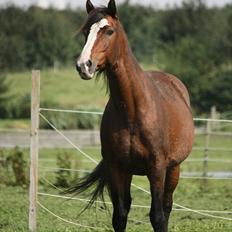 Dansk Varmblod La-Salle