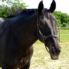 Dansk Varmblod Laconia