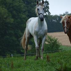 Anden særlig race Raya Narbonde