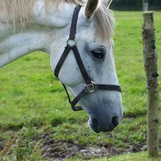 Anden særlig race Raya Narbonde