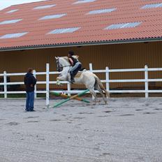 Anden særlig race Raya Narbonde