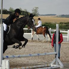 Dansk Varmblod | Campari