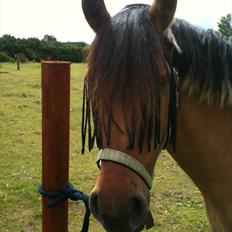 Anden særlig race Cosmos