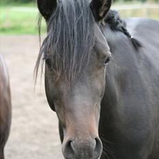 Welsh Pony af Cob-type (sec C) || Master <3 ||