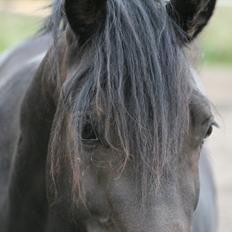 Welsh Pony af Cob-type (sec C) || Master <3 ||