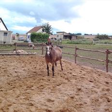 Welsh Mountain (sec A) Pixeline (Pixe) <3