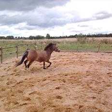 Welsh Mountain (sec A) Pixeline (Pixe) <3