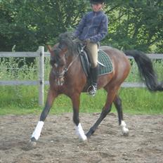 Tysk Sportspony Chantree