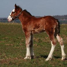 Shire Shirefarm Braveheart - solgt