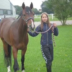 Tysk Sportspony Chantree