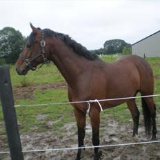 Tysk Sportspony Chantree