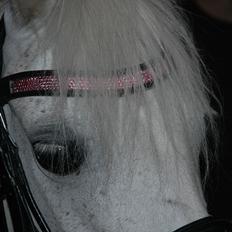 Anden særlig race Ballerina<3