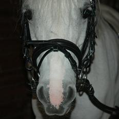 Anden særlig race Ballerina<3