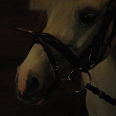 Anden særlig race Ballerina<3