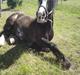 Tinker The Gypsy Spirit of Irish