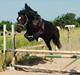 Welsh Cob (sec D) Faustino min dejlig part