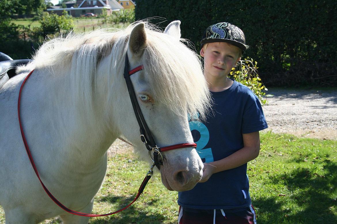 Islænder Skyssa fra Tøndborg billede 3