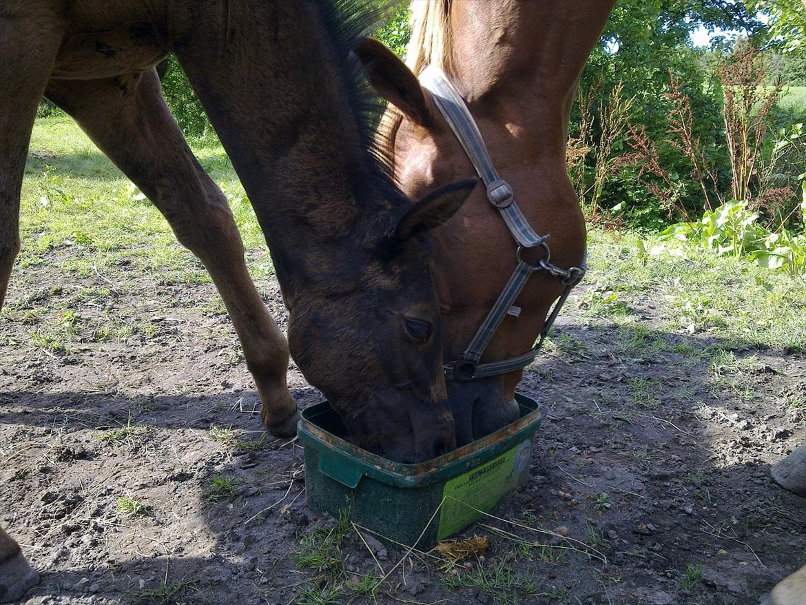 Trakehner Delina II E (Plejeføl) - Delina og mor billede 18