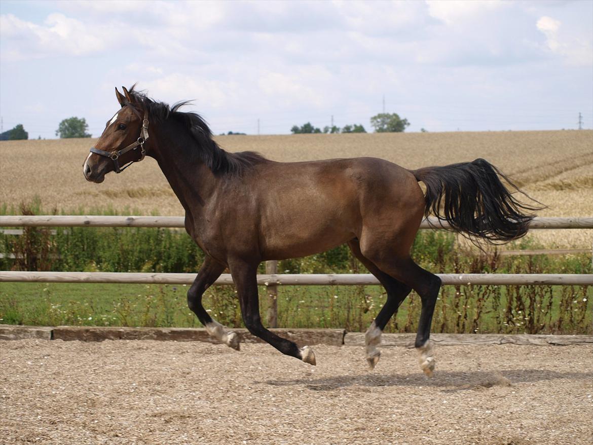 Dansk Varmblod Bukkerups Aiko - Hans skønne galop! billede 2