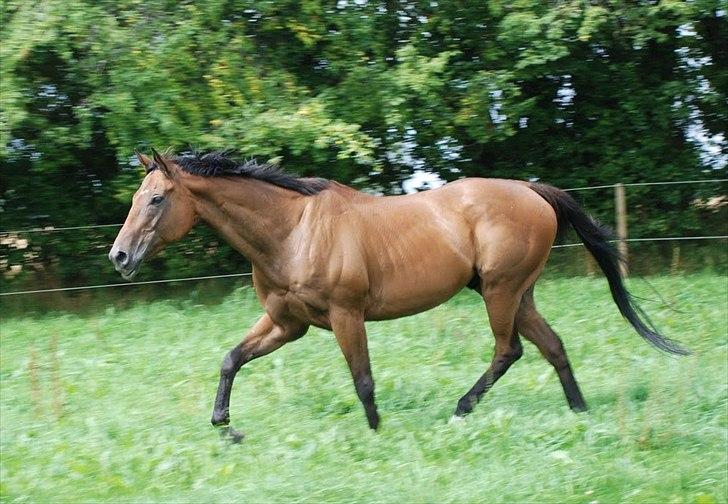Fuldblod (XX) King of York - August 2011 billede 19