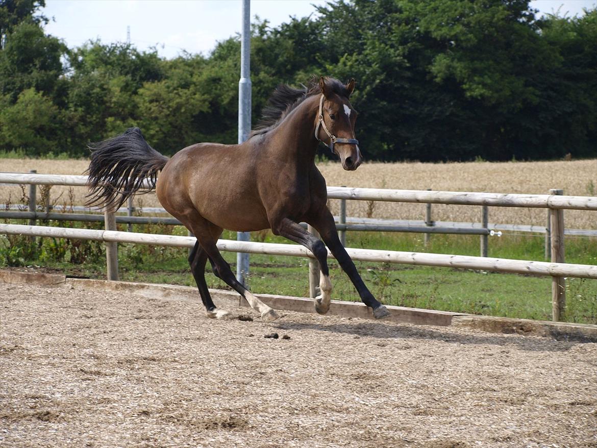 Dansk Varmblod Bukkerups Aiko - Igen hans flotte galop. billede 3