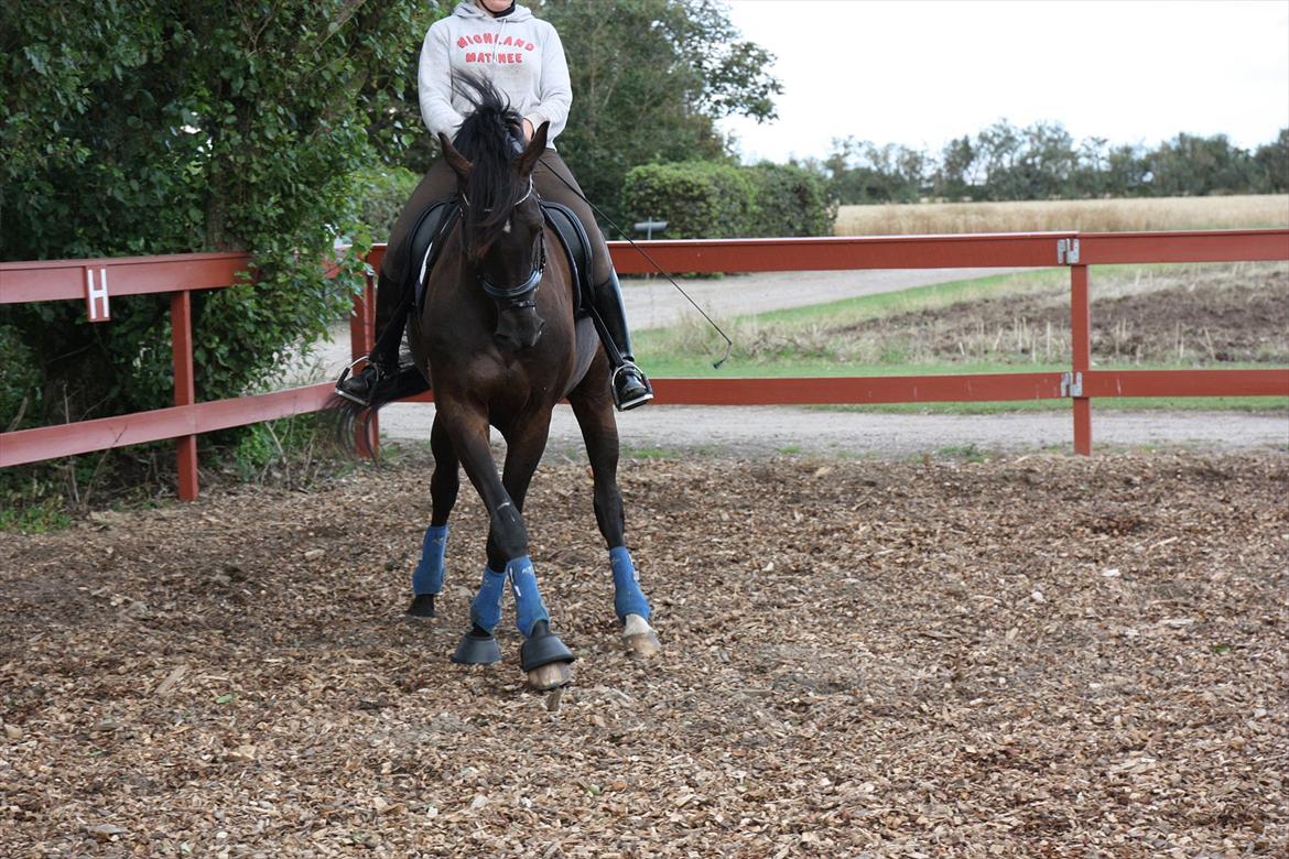 Pinto Charly The Black One Solgt billede 8