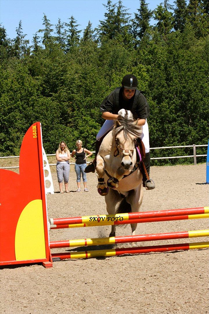 Fjordhest Lukas Hovborg <3 - Kristihimmelfartsstævne på birken 2011 :) billede 2