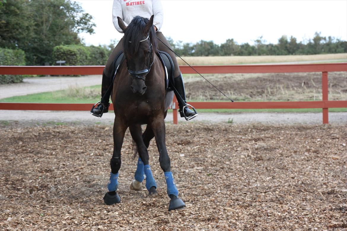 Pinto Charly The Black One Solgt billede 9