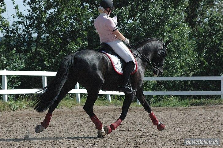 Holstener Prior's Maluta *SOULMATE* R.I.P 15/09/2011 - Velkommen til Malutas profil (: <3
SOULMATE <3 billede 1