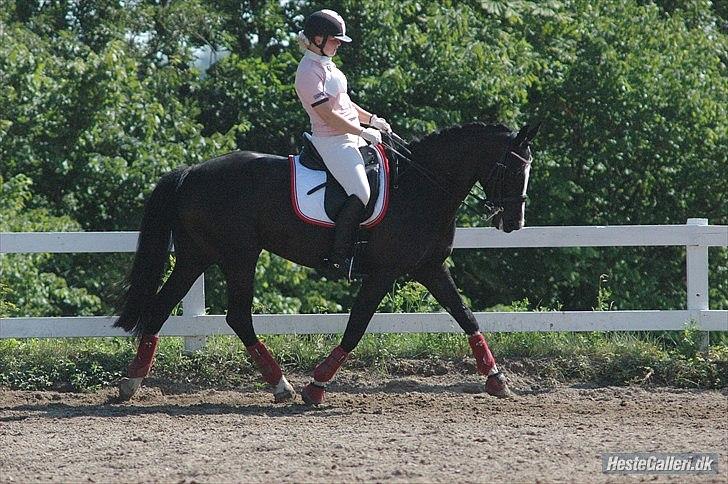 Holstener Prior's Maluta *SOULMATE* R.I.P 15/09/2011 billede 8