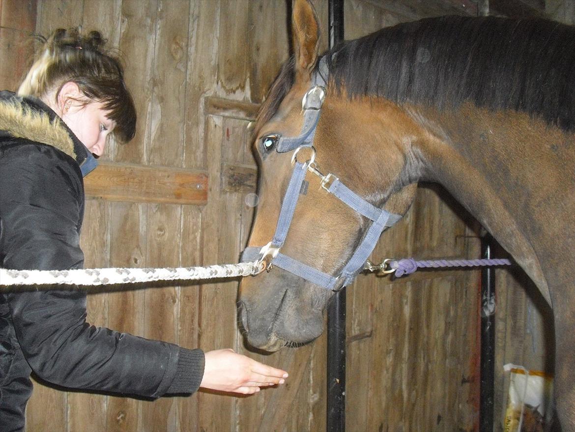 Dansk Varmblod Bukkerups Aiko - Aiku på staldgangen en af de første gange.. Meget nervøs, men tog det SÅ flot :-) billede 10