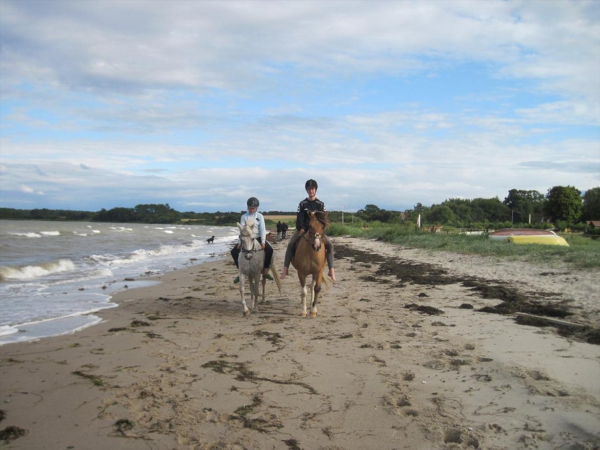 Anden særlig race Charming - Første gang Charming er ved stranden :) billede 14