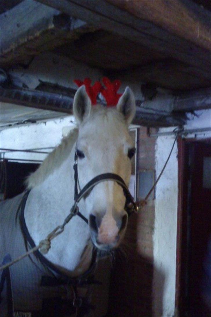 Anden særlig race Josephine - mit lille rensdyr<3<3 billede 5