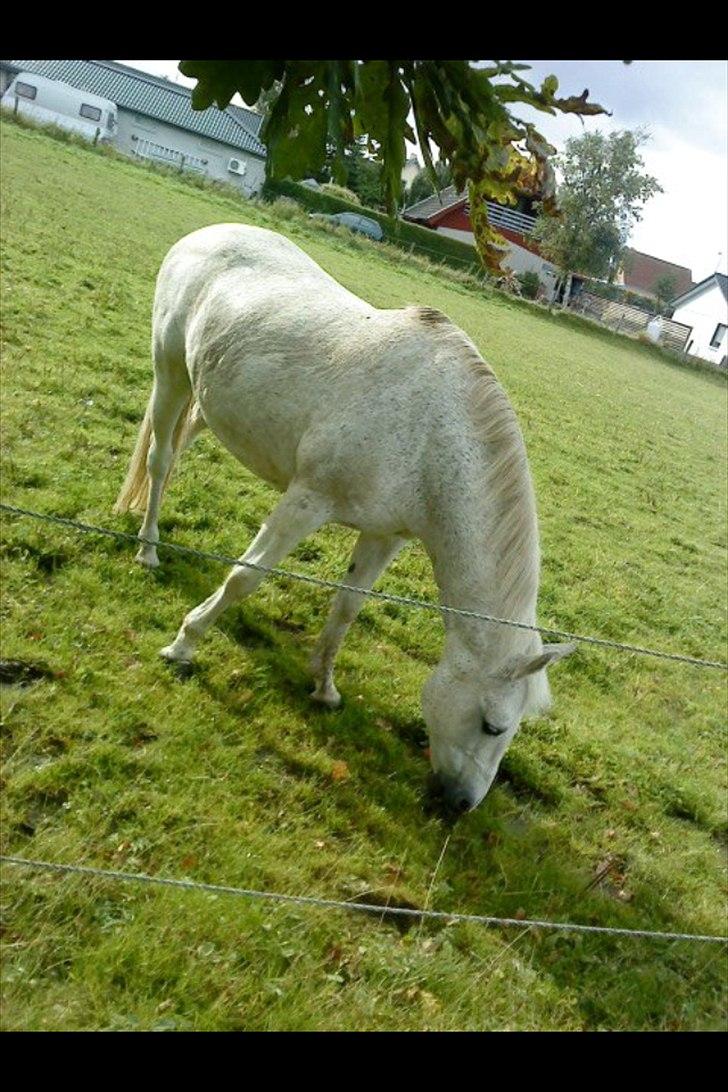 Anden særlig race Josephine billede 6