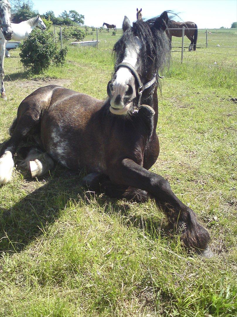 Tinker The Gypsy Spirit of Irish - Spirit sommeren 2011 :0) billede 1