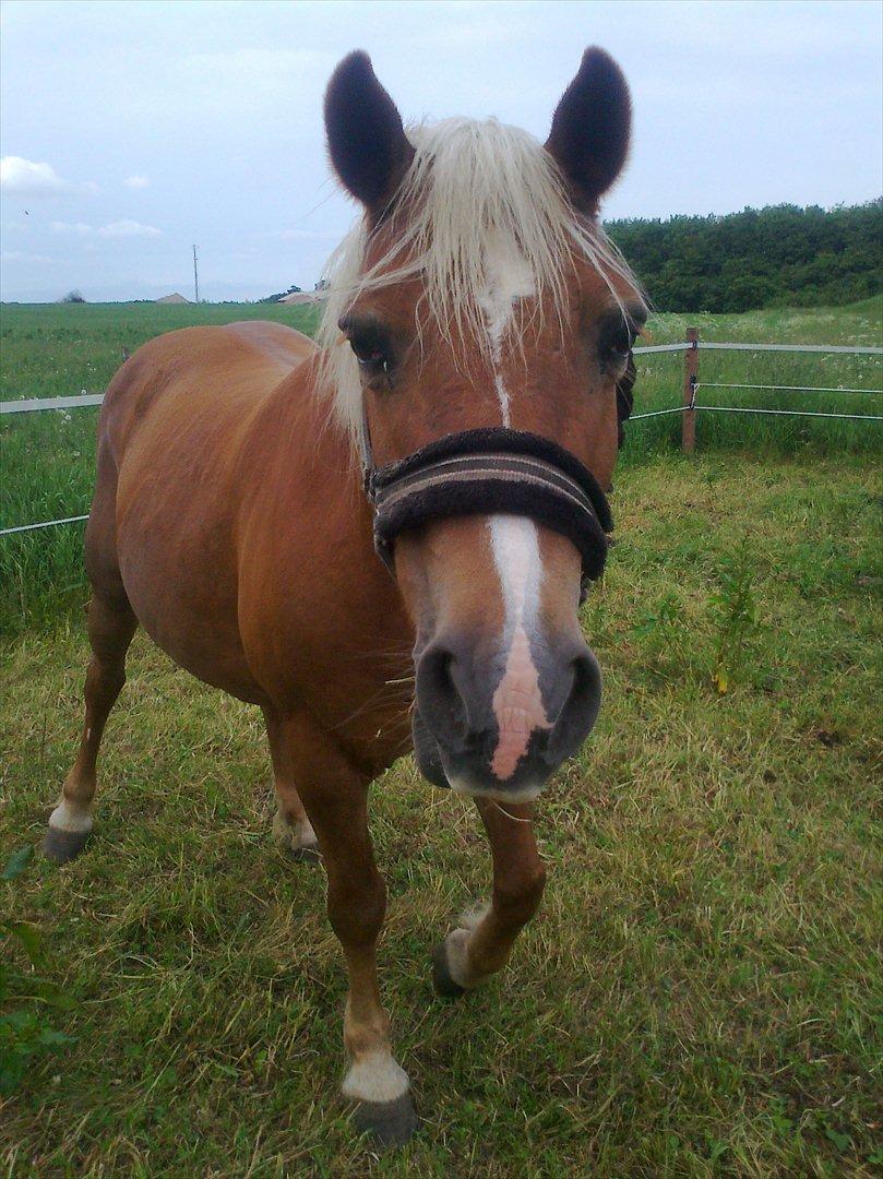 Tyroler Haflinger Wendy  - HEY!!! hva laver du??? :O
Og Velkommen til min profil:D billede 1