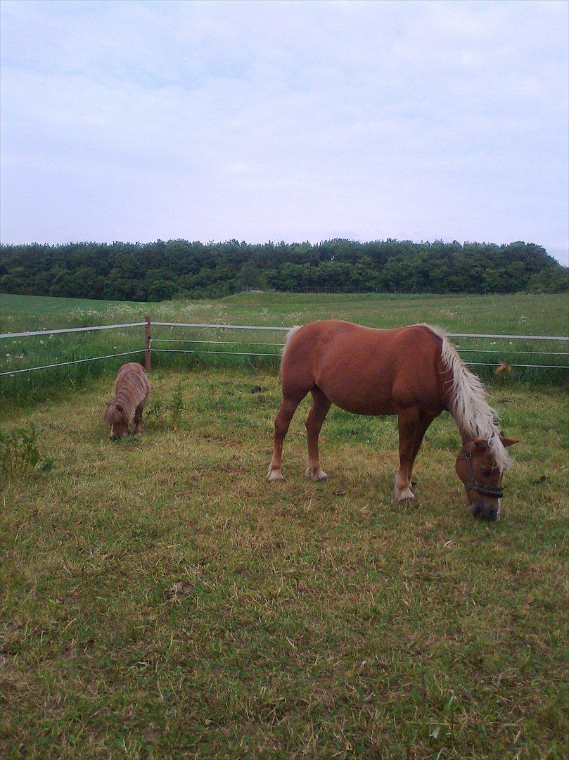 Tyroler Haflinger Wendy  - og sådan ser hun så ud nu... :D dejlig tyk :P billede 4