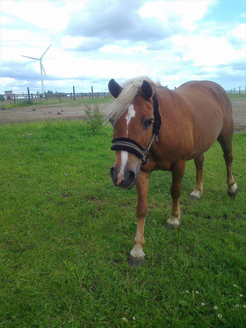 Tyroler Haflinger Wendy  billede 6