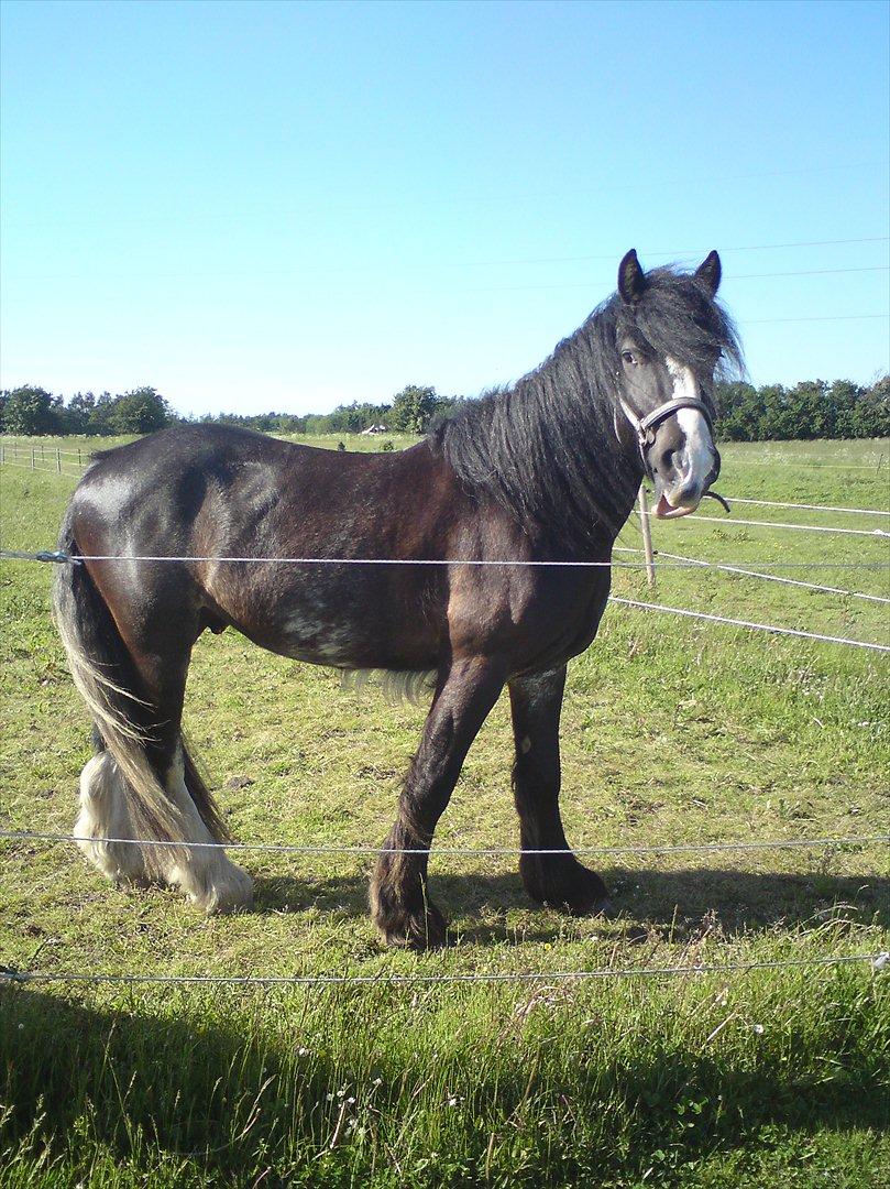 Tinker The Gypsy Spirit of Irish billede 3