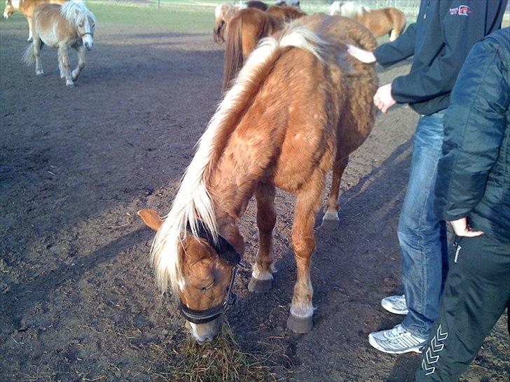 Tyroler Haflinger Wendy  - Da julie var ude og kigge på wendy. 
hun var meget meget tynd. billede 2