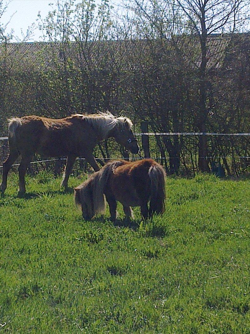 Tyroler Haflinger Wendy  - ... billede 3