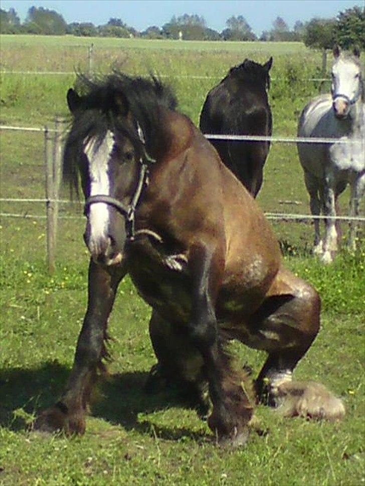 Tinker The Gypsy Spirit of Irish - Uhh det er hårdt at rejse sig - når man er en tung dreng :0) billede 4