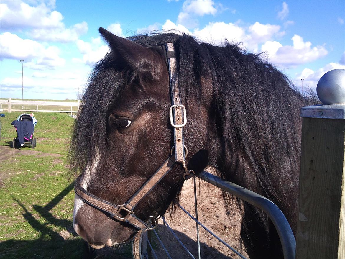 Tinker The Gypsy Spirit of Irish - Flotter dreng :0) billede 5