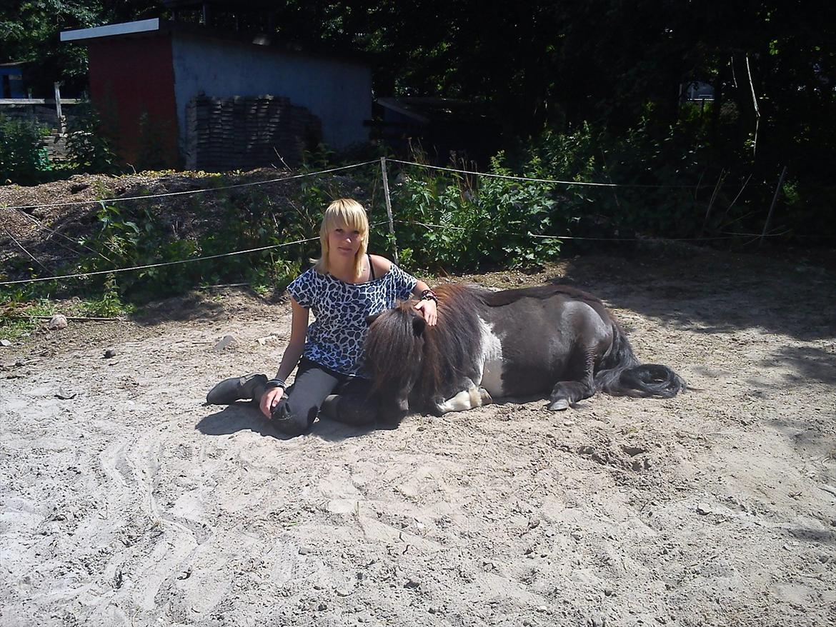 Shetlænder Trunte billede 13