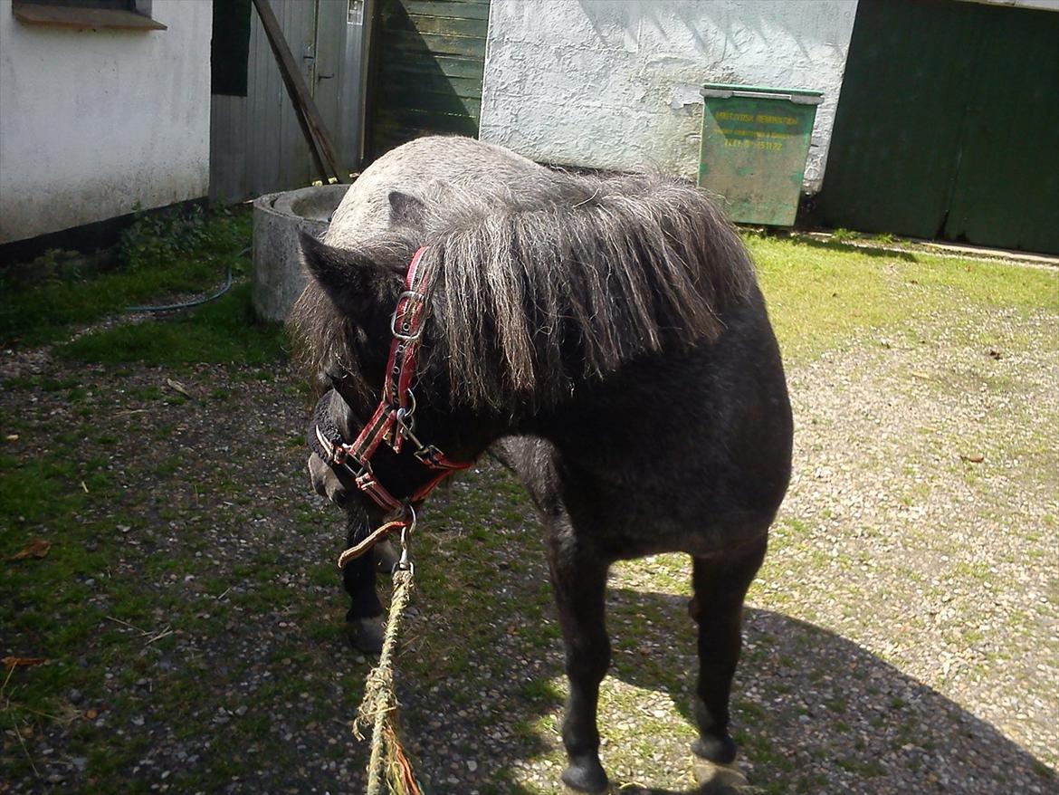 Shetlænder Soñador R.I.P ))-': billede 13