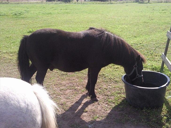 Anden særlig race Rasmus billede 1