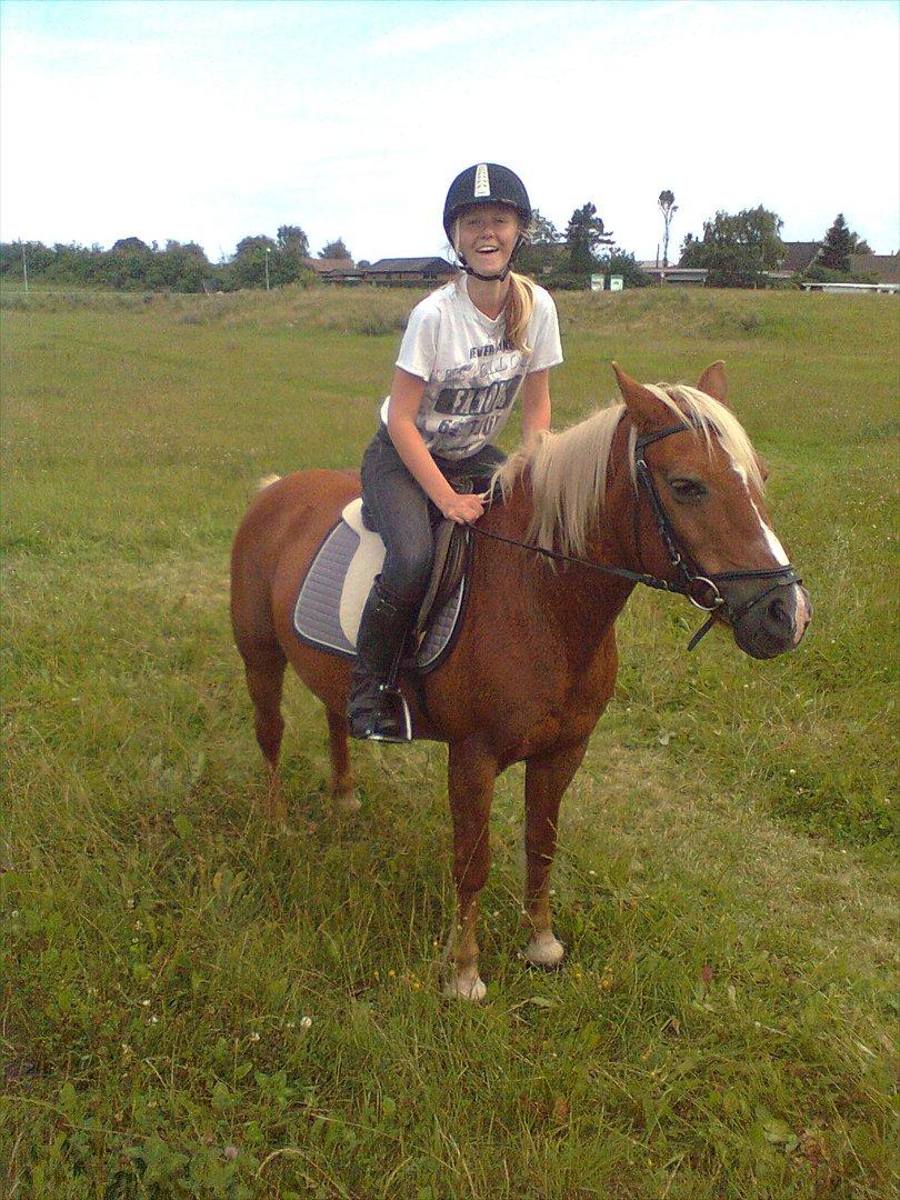 Tyroler Haflinger Wendy  billede 10