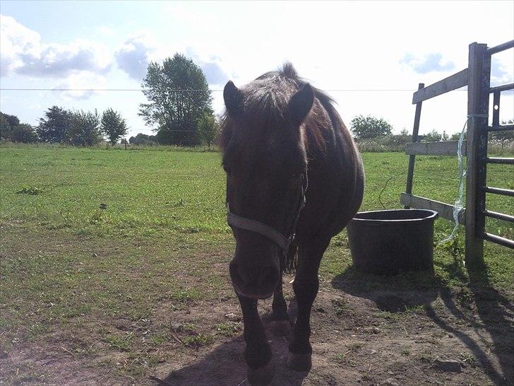 Anden særlig race Rasmus billede 2
