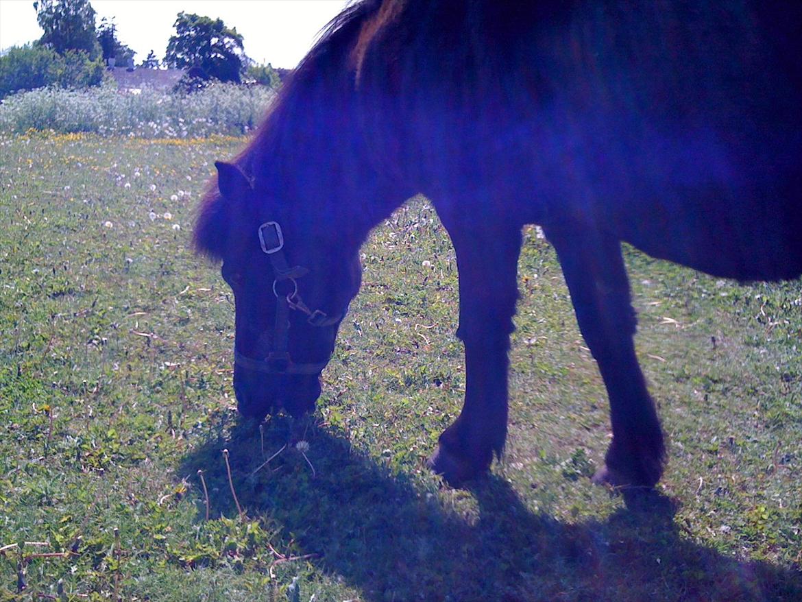 Anden særlig race Rasmus billede 3