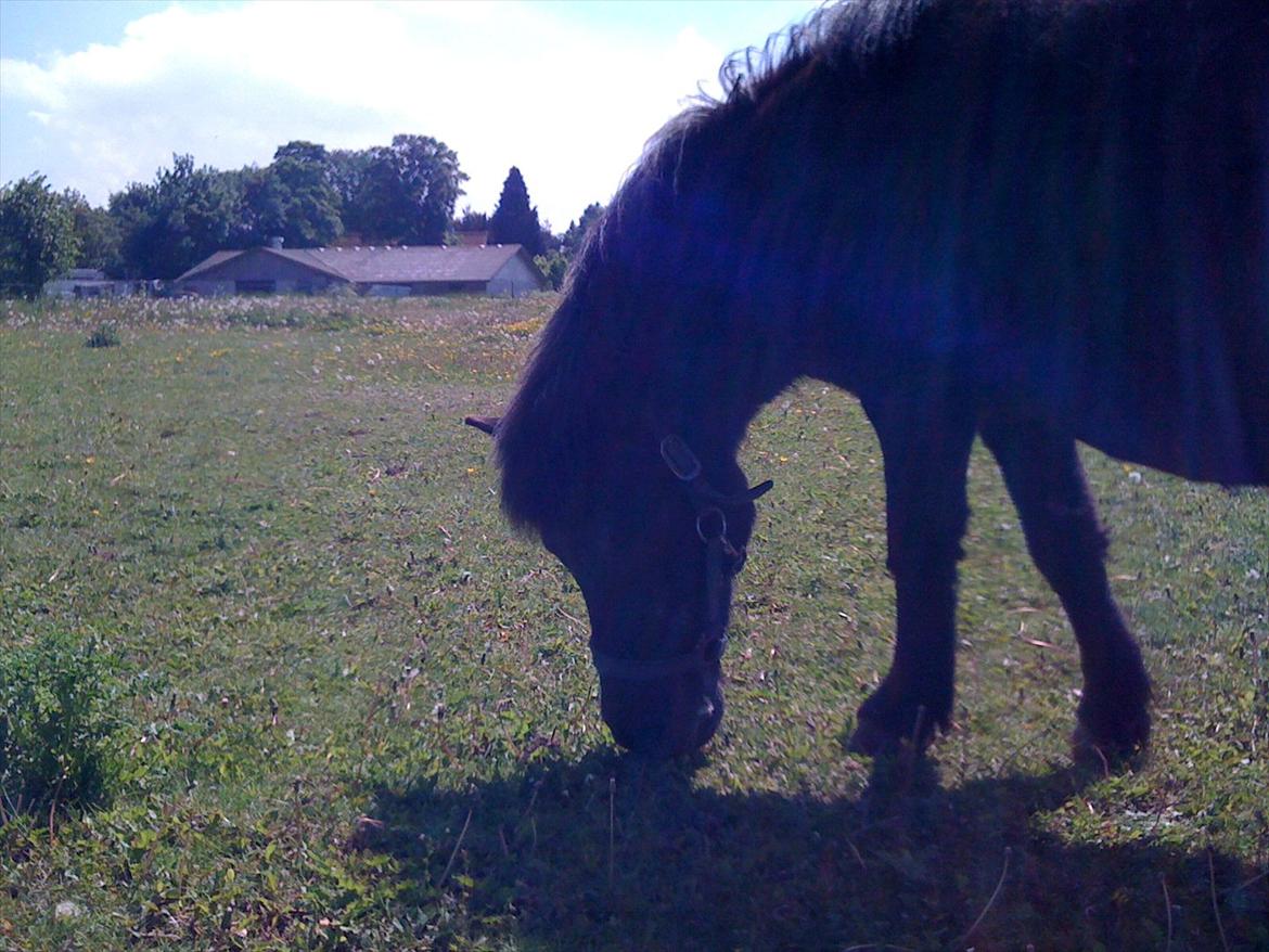 Anden særlig race Rasmus billede 4